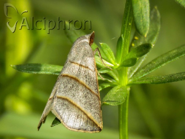 Colobochyla salicalis