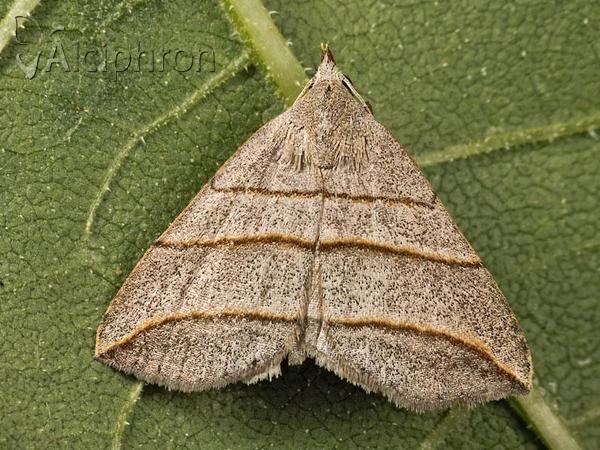 Colobochyla salicalis