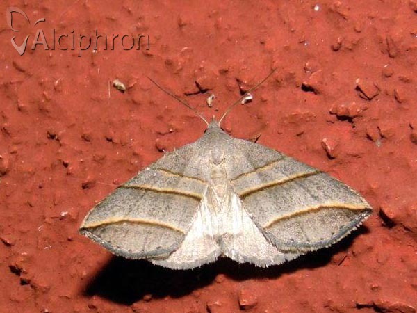 Colobochyla salicalis