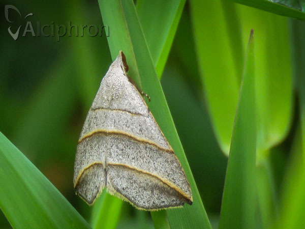 Colobochyla salicalis