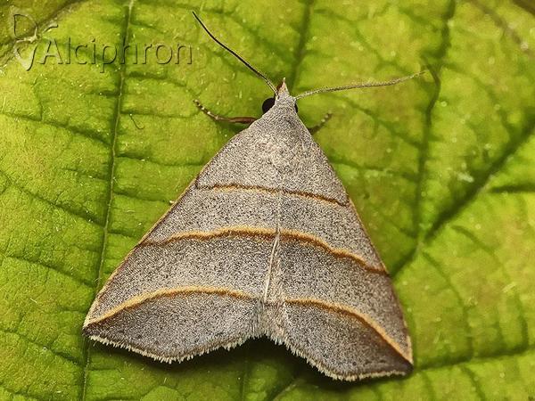 Colobochyla salicalis