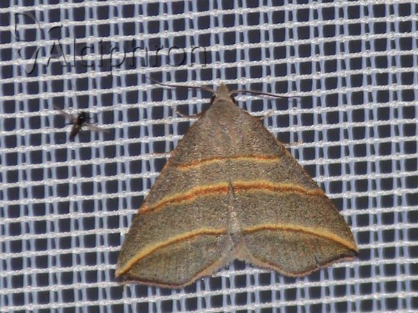 Colobochyla salicalis