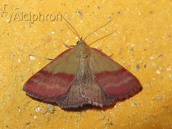 Phytometra viridaria