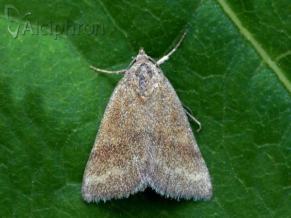 Phytometra viridaria