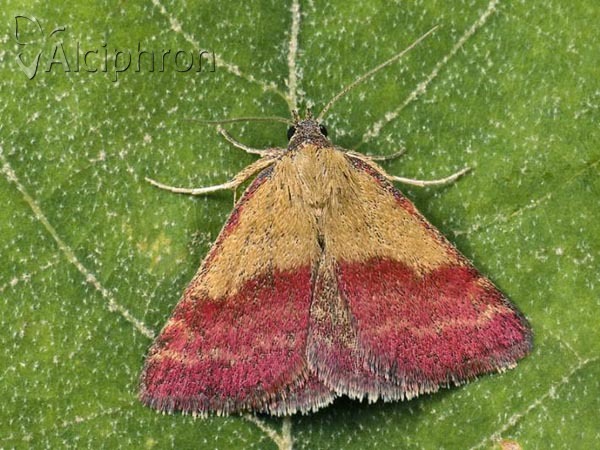 Phytometra viridaria