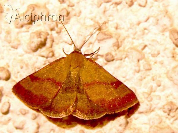 Phytometra viridaria