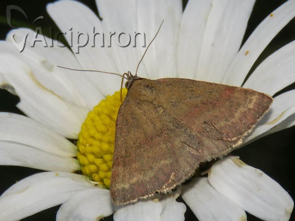 Phytometra viridaria