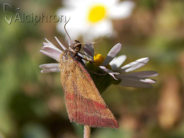Phytometra viridaria