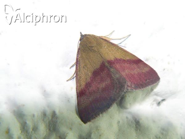 Phytometra viridaria