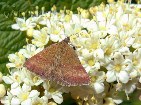 Phytometra viridaria