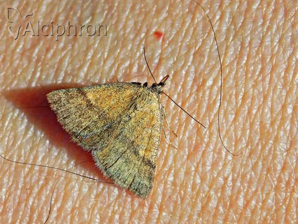 Phytometra viridaria