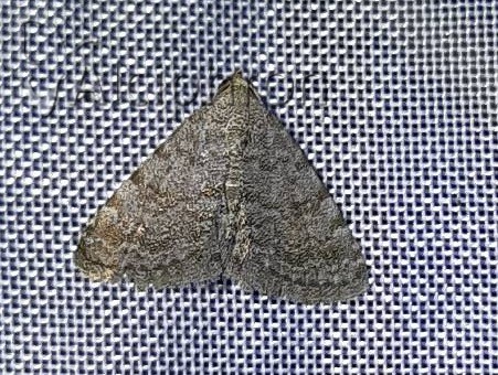 Metachrostis velox