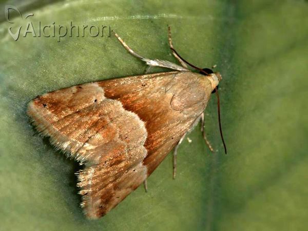Eublemma parva