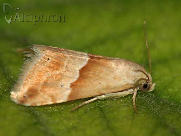 Eublemma parva