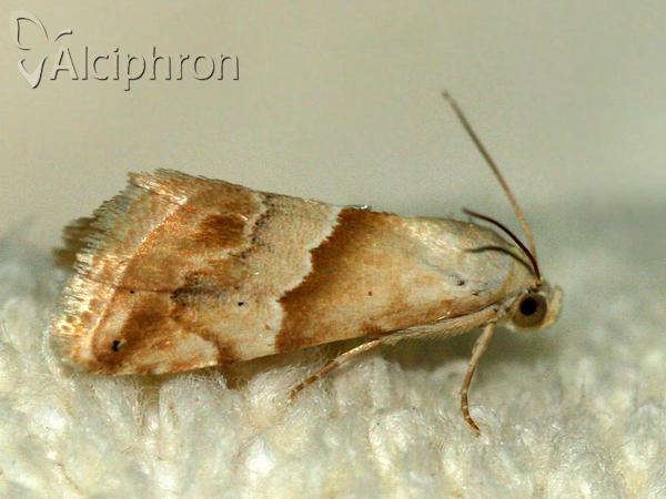 Eublemma parva