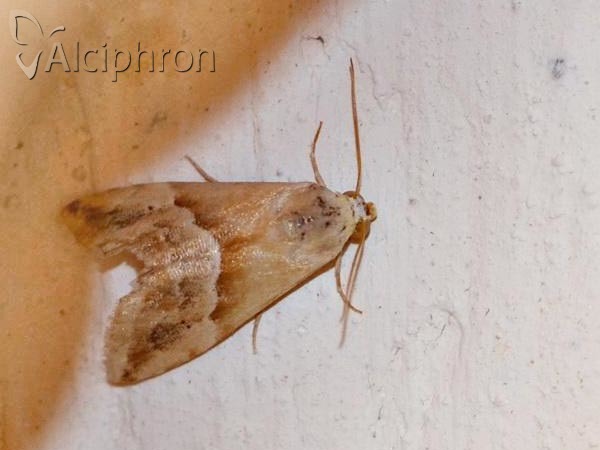 Eublemma parva