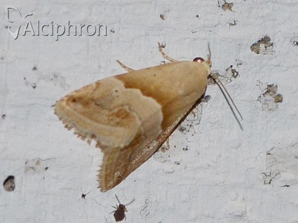 Eublemma parva