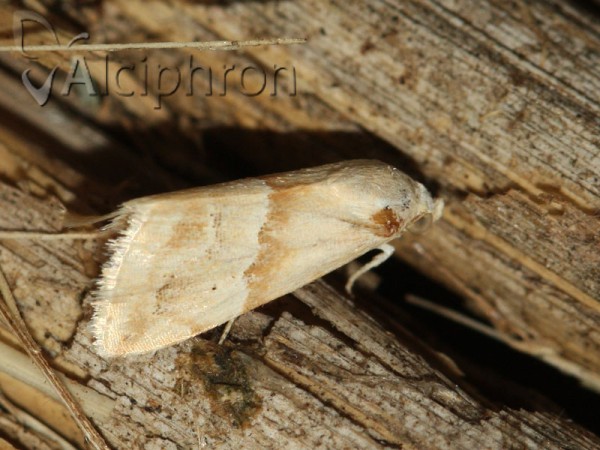 Eublemma parva