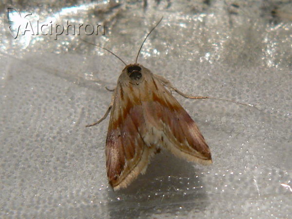 Eublemma ostrina
