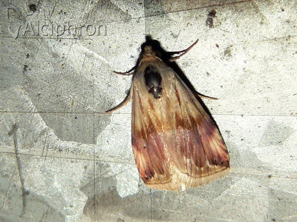Eublemma ostrina