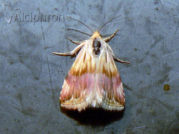 Eublemma ostrina