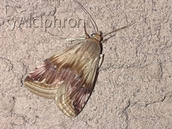 Eublemma ostrina
