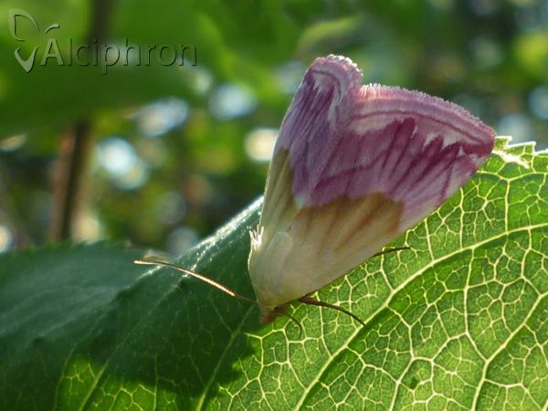 Eublemma purpurina