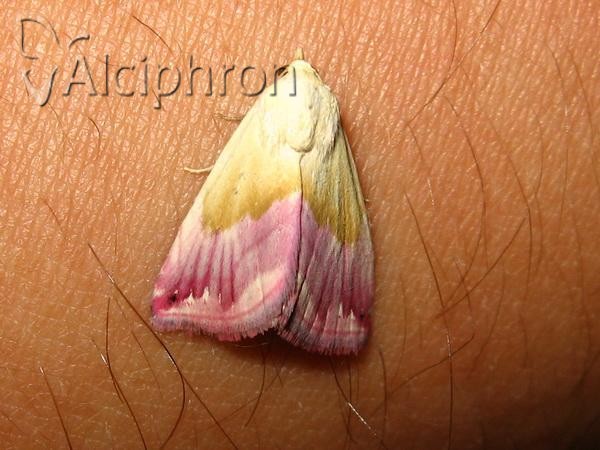 Eublemma purpurina