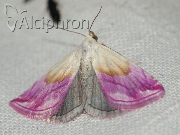 Eublemma purpurina