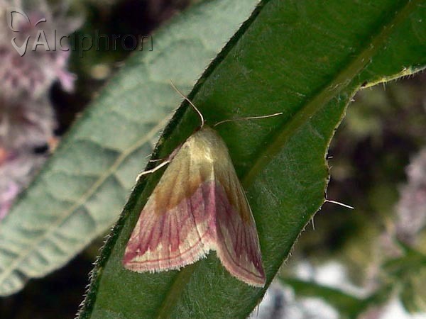 Eublemma purpurina