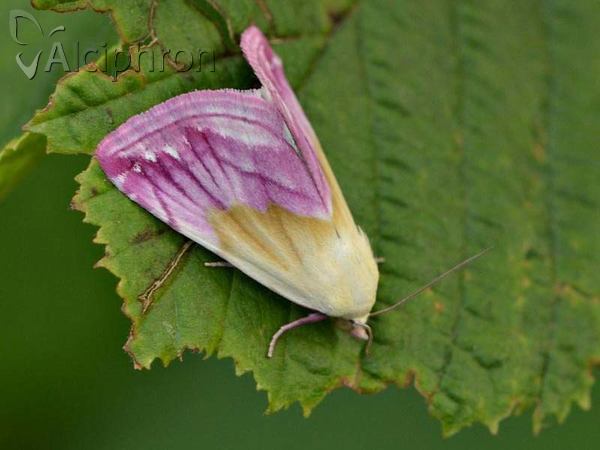 Eublemma purpurina