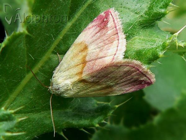 Eublemma purpurina