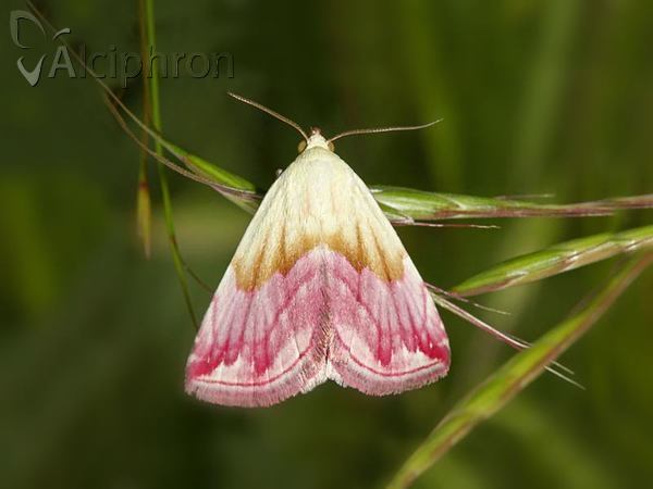 Eublemma purpurina