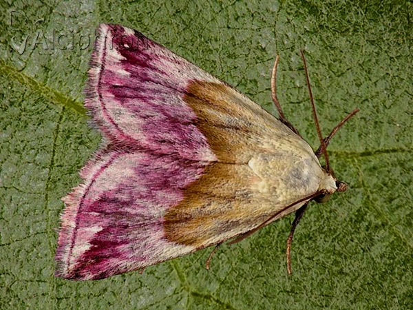 Eublemma purpurina