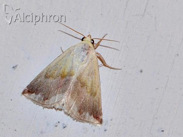 Eublemma purpurina