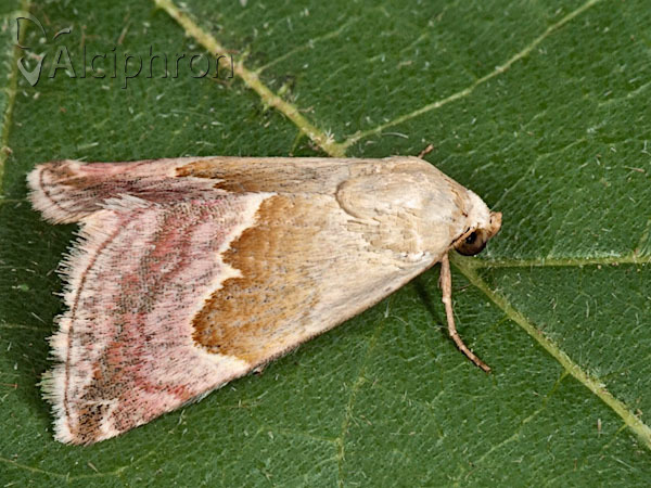 Eublemma rosea