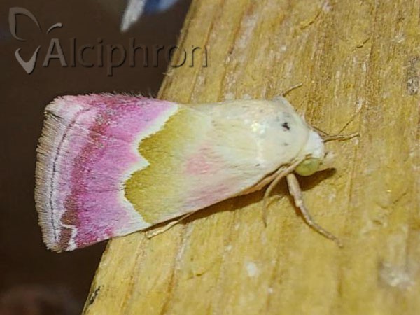 Eublemma rosea