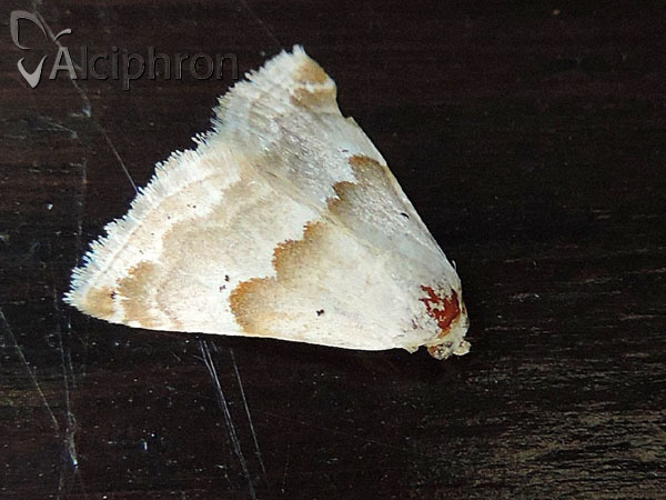 Eublemma amoena