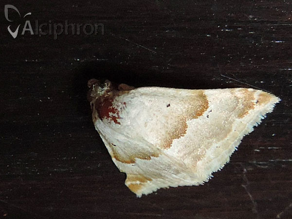 Eublemma amoena
