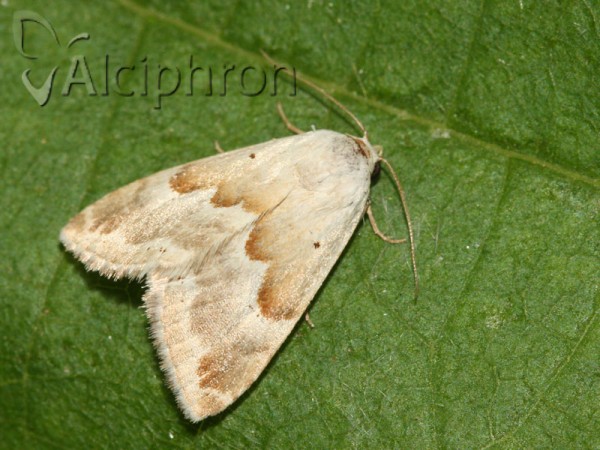 Eublemma amoena