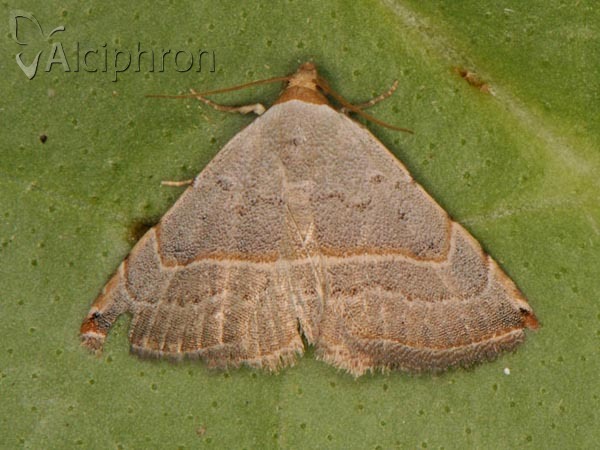 Eublemma polygramma