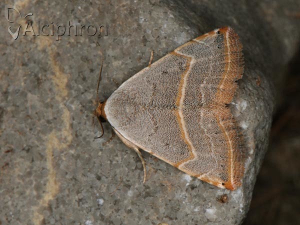 Eublemma polygramma