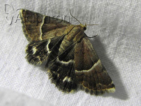 Odice suava
