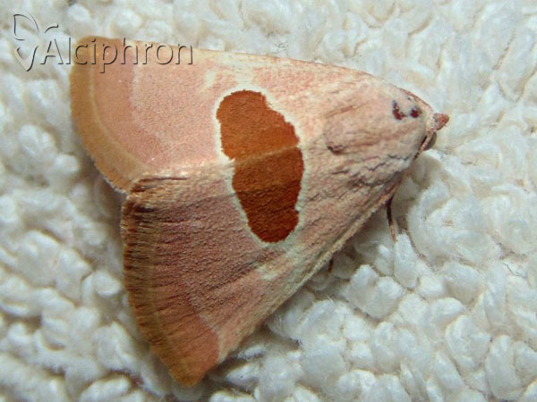 Calymma communimacula