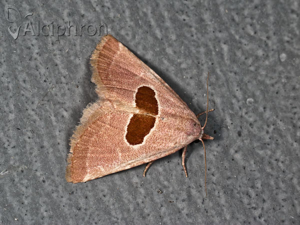 Calymma communimacula