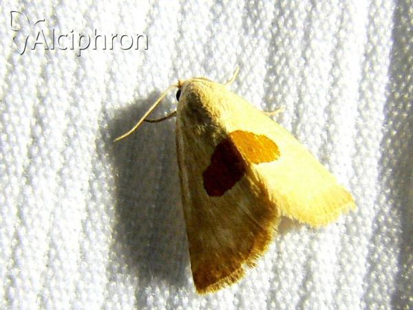Calymma communimacula