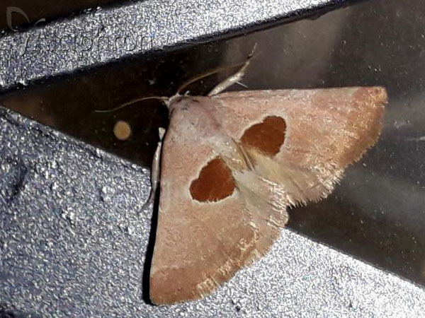 Calymma communimacula