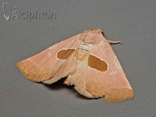 Calymma communimacula