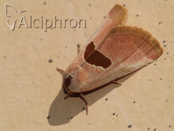 Calymma communimacula