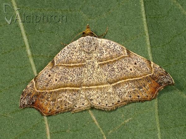 Laspeyria flexula